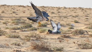 A very smart carrier pigeon evades the pursuit of a hawk [upl. by Nosrej]