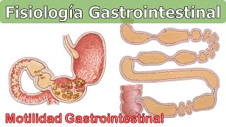 MOTILIDAD GASTROINTESTINAL  FISIOLOGÍA DIGESTIVA [upl. by Safier]