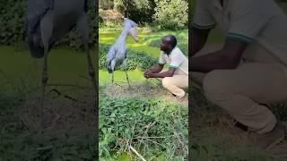 Shoebill  The Most Terrifying Bird In The World 😱 shorts [upl. by Aerdnna880]