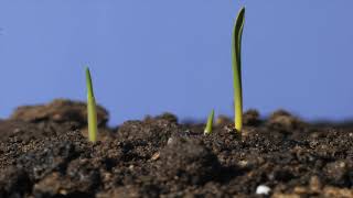 Oats germinating underground amp then growing above ground time lapse Green shoots Crops growing 4K [upl. by Ulla]