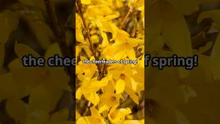 The Secret Language of Forsythia Flowers [upl. by Wrdna]