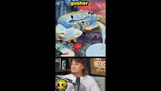 Ever see a crab eat a gusher ft Theo Von amp Jessie Murph shorts comedian [upl. by Lacym]