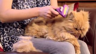 FURminator for Cats Video [upl. by Lehte840]