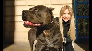 THE CANE CORSO  POWERFUL ROMAN DOG OF WAR [upl. by Costa]