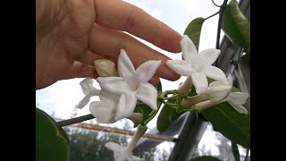 Stephanotis floribunda exotic plant in INCREDIBLE beautiful bloom [upl. by Ayyidas]