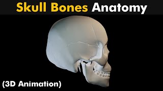 Skull Bones Anatomy  3D Animation UrduHindi [upl. by Yewed]