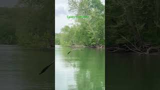 Caney Fork River in Tenneesee wildlife [upl. by Assiral]