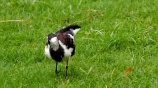 MagpieLark Grallina cyanoleuca ♀  Drosselstelze 2 [upl. by Gnen766]