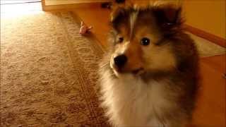 Shetland sheepdog  Green Day 11 weeks [upl. by Atirehs]