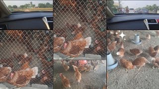 Lohmann brown egg laying hens [upl. by Lasiaf]