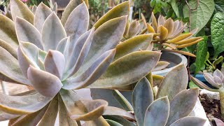 Graptoveria Fred Ives echevariaa beautiful giant succulent how to grow and care [upl. by Ozner581]