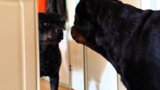 Funny rottweiler and mirror [upl. by Wurster254]