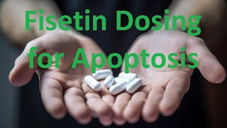 Fisetin Dosing for Apoptosis [upl. by Eoj]