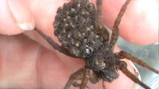 Woman holding mother wolf spider with babies [upl. by Nirret405]