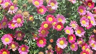 How to Grow Marguerite Daisy [upl. by Ford]