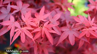 Columnar Red Japanese Maple Twomblys Red Sentinel  MrMaple Clips 🍁 [upl. by Yrahca]