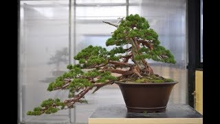 Semi Cascade Bonsai Style HanKengai [upl. by Cave]