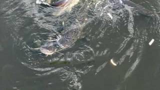 Catfish at Chernobyl Nuclear Power Plant [upl. by Vonni]