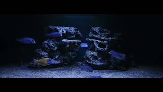 African cichlid Malawi Blue Dolphin Cyrtocara Moorii and Aulonocara Stuartgranti Usisya [upl. by Okeim]