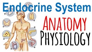 Endocrine system anatomy and physiology  Endocrine system lecture 1 [upl. by Gratt]