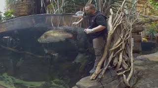 360 Video Barramundi Feeding in Australia Wild Extremes [upl. by Anuahsal]