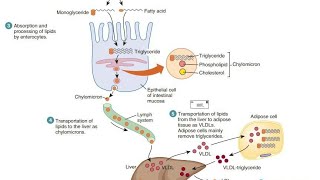 lipid 2 [upl. by Ahkihs]