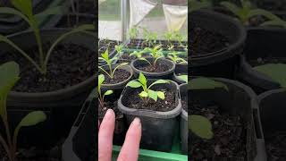 Seedlings including the Floret Original zinnias and dahlias floretflowerfarm bloomsonthehill [upl. by Irahc575]