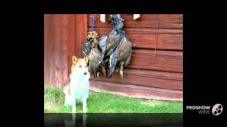 Norrbottenspets Dog breed [upl. by Goldston]