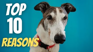 Top 10 Reasons Why Greyhounds Make Amazing Pets [upl. by Einnal205]