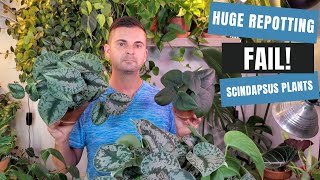 scindapsus plant care  huge repotting failure jade satin exotica and treubii [upl. by Malia]