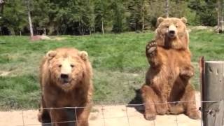 Waving Bear at Olympic Game Farm [upl. by Cammi]