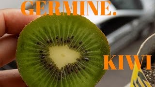 Germine Sementes de KIWI da Maneira Mais Facil [upl. by Llevert]