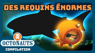 Octonauts  🦈 Des requins ÉNORMES  🦈  Compilation  Dessins animés pour enfants [upl. by Lamprey]