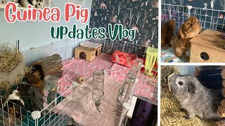 Guinea Pig Vlog  Updates and Packaging Orders 🎁💕 [upl. by Mera]