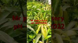 Mr plant nursery all plant available contact number 8927191022 [upl. by Edana]