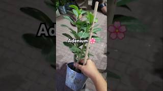 Adenium flower plant🌸🦋🌹 youtubeshorts price minivlog 1 [upl. by Mattheus]