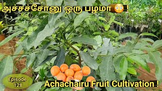 Episode128 அச்சச்சாறு பழம் சாகுபடி  ACHACHAIRUGARCINIA HUMILIS Fruit Cultivation Tamil அச்சச்சோ [upl. by Xam]