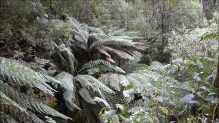 The Australian Tree Fern  Dicksonia antarctica [upl. by Flavio]