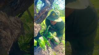 A man see parrots in a hole underground part 06 birdhome beautifulnest funny birdnest birds [upl. by Pesek62]