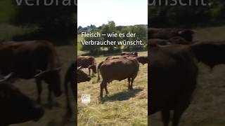 Fleisch von der Weide shorts farming [upl. by Ettennod408]