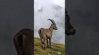 ANIMAIS EXTINTO EP7 Ibex dos Pirineus Capra pyrenaica pyrenaica [upl. by Ailemac]