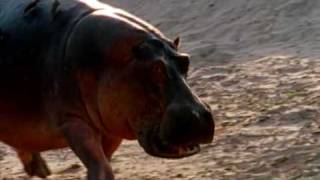 Deadly Hippos kills dozens of people every year [upl. by Niveb280]