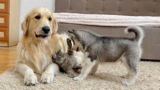 Golden Retriever and Husky Puppy React to Fluffy Kitten for the First Time [upl. by Aissatsana]