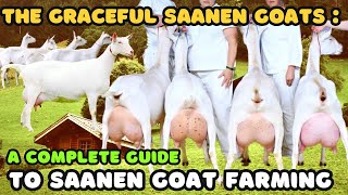 The Graceful Saanen Goat A Complete Guide to Saanen Goat Farming  Goat Tips [upl. by Adnahsat202]