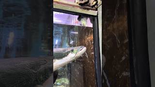 Arapaima ate a cat 🐈 shorts ytshorts monsterfish arapaima viral trending [upl. by Ahsia886]