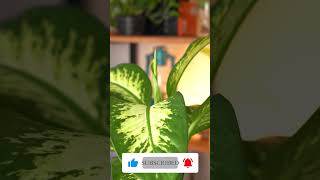 نبات الدفنباخيا Dieffenbachia نباتاتداخلية indoorplants plants [upl. by Nyhagen606]