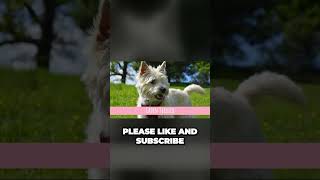 Terrier Dog Breeds List [upl. by Blaine]