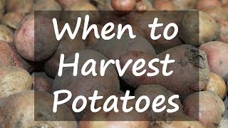 When to Harvest Potatoes [upl. by Rodd]