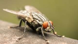 How To Get Rid of a Fly [upl. by Annert]