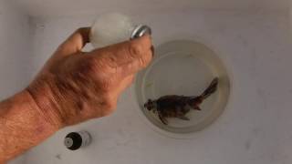 How to Euthanize a Fish with Clove Oil [upl. by Darci]